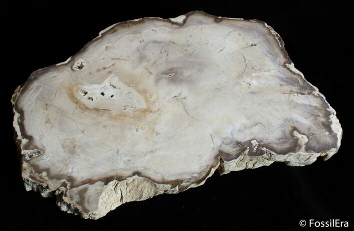 Petrified Wood Slab - McDermitt, Oregon ( / lbs) #2815